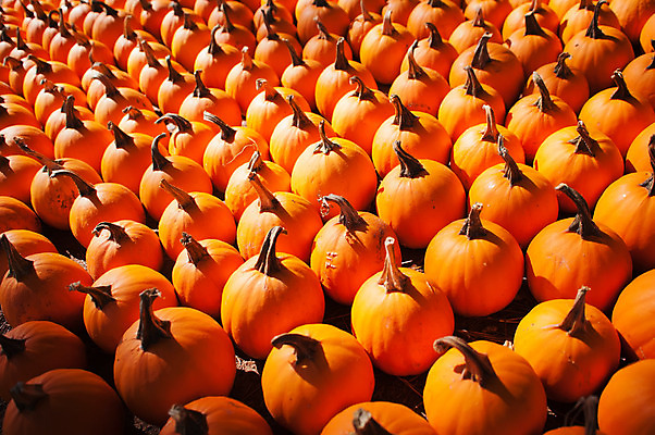 포토 JPG 해외이미지 계절 어린이 조각 백그라운드 농업 채소 오렌지 부분 호박 따뜻함 사람없음 장식 축제 할로윈 수확 가을 원형 황금 스쿼시 10월 잭오랜턴 해외202004 해외포토 도형 산업 스포츠 과일 사람 구기 날짜 파일형식 이미지허브