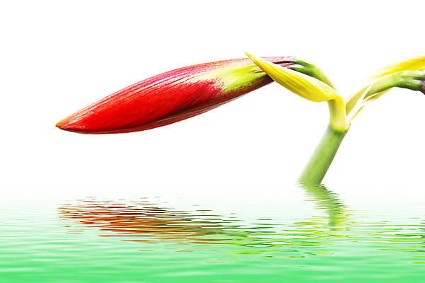 포토 JPG 해외이미지 스튜디오촬영 식물 꽃잎 꽃 줄기 꽃다발 잎 자연 사람없음 빨간색 세로 초록색 물 컬러풀 한개 활발 흰색 신선 떨어짐 다발 흰배경 향기 꽃가루 고립 꽃수술 해외202004 해외포토 자연요소 1 컬러 백그라운드 컨셉 실내 가루 생태계 냄새 파일형식 이미지허브