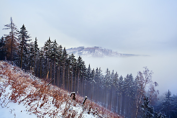 포토 JPG 해외이미지 나무 식물 계절 여행 겨울 자연 하늘 날씨 산 독일 풍경 사람없음 야외 안개 흰색 시골 소나무 정상 숲 언덕 알프스 가문비나무 해외202004 해외포토 유럽 컬러 생태계 파일형식 이미지허브