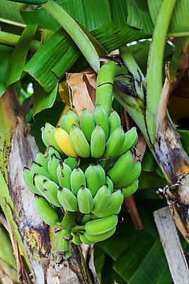 포토 JPG 해외이미지 나무 식물 꽃 음식 줄기 백그라운드 잎 농업 다이어트 과일 자연 디저트 바나나 매달리기 건강 손바닥 육류 사람없음 야외 초록색 농작물 농장 노란색 정원 식사 성장 껍질 흰색 나뭇가지 신선 조직 그룹 달콤 다발 먹기 유기농 내추럴 밭일 채식주의자 비건 해외202004 해외포토 손 웰빙 산업 컬러 식재료 모션 맛 생태계 채식 파일형식 이미지허브