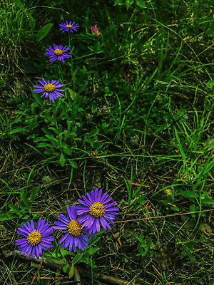 포토 JPG 해외이미지 식물 공원 꽃잎 꽃 백그라운드 잎 패턴 자연 벽지 잔디 사람없음 야외 초록색 여름 환경 정원 보라색 들꽃 벚꽃 숲 질감 데이지 꽃가루 해외202004 해외포토 계절 공공시설 컬러 무늬 가루 생태계 파일형식 이미지허브