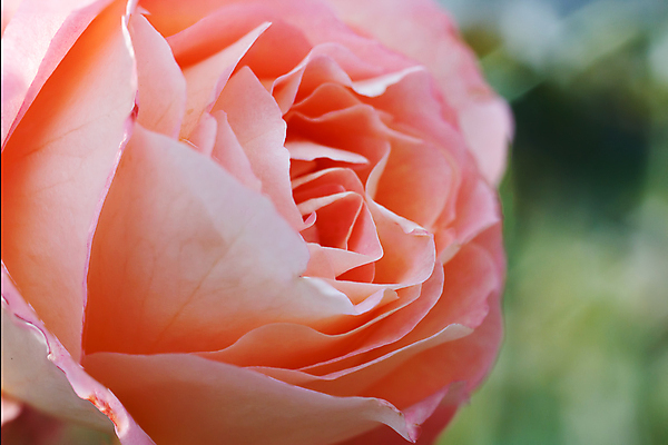 포토 JPG 해외이미지 식물 기념일 꽃잎 꽃 백그라운드 잎 패턴 자연 휴가 프레임 선물 사랑 사람없음 빨간색 물 빛 장미 머리 우주 활발 젖음 벚꽃 축하 신선 오픈 개화 우아함 떨어짐 이슬 가득함 싱글 내추럴 해외202004 해외포토 자연요소 감정 컬러 컨셉 무늬 이벤트 신체부위 생태계 파일형식 이미지허브