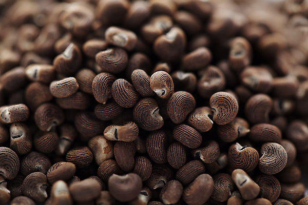 포토 JPG 해외이미지 씨앗 사람없음 갈색 작음 인도인 수집 허브 향신료 해외202004 해외포토 외국인 식물 컬러 동양인 크기 향미료 파일형식 이미지허브