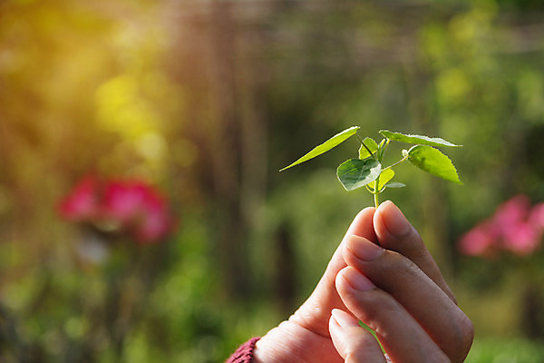포토 JPG 해외이미지 나무 식물 손 지구 백그라운드 컨셉 잎 농업 자연 새로움 사람 사람없음 초록색 새싹 환경 정원 희망 흙 봄 성장 잡기 보호 농부 작음 심볼 유기농 먼지 유지 개발 고립 돌봄 모종 밭일 생태학 옛날 해외202004 해외포토 직업 웰빙 계절 교육 감정 산업 컬러 모션 신체부위 크기 생태계 파일형식 이미지허브