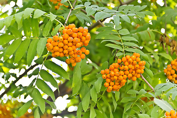 포토 JPG 해외이미지 나무 식물 열매 음식 줄기 잎 오렌지 과일 자연 매달리기 씨앗 사람없음 빨간색 초록색 여름 빛 활발 가을 나뭇가지 다발 떠남 숙성 재 해외202004 해외포토 계절 컬러 컨셉 모션 생태계 파일형식 이미지허브