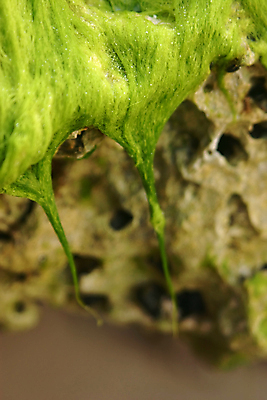 포토 JPG 해외이미지 식물 백그라운드 자연 추상 해변 사람없음 초록색 머리카락 면 해조류 유기농 질감 섬유 내추럴 다시마 해외202004 해외포토 웰빙 바다 컬러 무늬 머리 직물 해양식물 생태계 파일형식 이미지허브