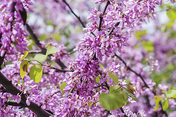포토 JPG 해외이미지 나무 식물 외관 계절 공원 꽃잎 꽃 분홍색 잎 자연 풍경 사람없음 야외 초록색 도시풍경 컬러풀 평화 환경 정원 일본 맑음 보라색 봄 성장 벚꽃 나뭇가지 개화 지중해 제비꽃 그림 원예 향기 장면 내추럴 해외202004 해외포토 공공시설 아시아 바다 컬러 컨셉 날씨 취미 도시 생태계 냄새 파일형식 이미지허브