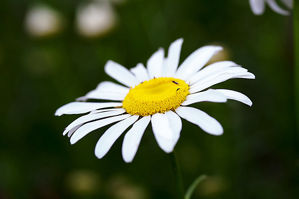 포토 JPG 해외이미지 식물 계절 꽃잎 꽃 잎 꽃무늬 자연 사람없음 야외 초록색 빛 햇빛 태양 노란색 머리 환경 정원 봄 벚꽃 흰색 시골 신선 개화 닫기 허브 싱글 데이지 내추럴 캐모마일 해외202004 해외포토 자연요소 컬러 무늬 모션 신체부위 생태계 파일형식 이미지허브