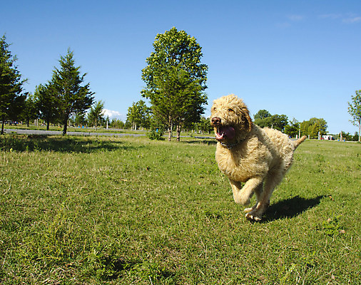 포토 JPG 해외이미지 동물 모래 파도 포유류 자연 놀이 휴가 사람없음 야외 물 파란색 반려동물 달리기 노란색 젖음 황금 개 송곳니 기르기 해외202004 해외포토 자연요소 바다 컬러 모션 치아 생태계 돌봄 파일형식 이미지허브
