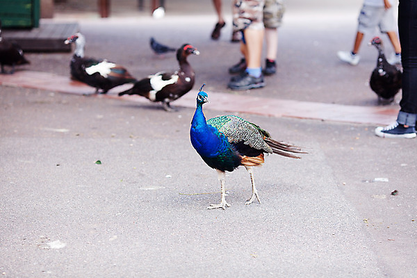 포토 JPG 해외이미지 동물 전통 응시 공원 남자 야생동물 패턴 자연 조류 기술 동물원 사람없음 가로 초록색 파란색 머리 걷기 축제 활발 의식 공작 깃털 어깨 꼬리 부리 보여주기 꿩 짝짓기 멀티 이국적 해외202004 해외포토 시선 공공시설 컬러 컨셉 무늬 모션 사람 신체부위 생태계 파일형식 이미지허브