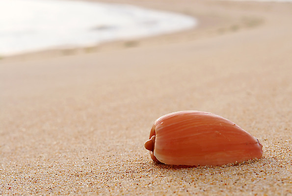 포토 JPG 해외이미지 동물 디자인 계절 모래 파도 바다 여행 백그라운드 컨셉 자연 휴가 조개 휴식 갑각류 풍경 해변 사람없음 야외 물 여름 컬러풀 환경 맑음 껍질 흰색 소라 휴양지 질감 내추럴 해외202004 해외포토 자연요소 컬러 날씨 어패류 장소 생태계 파일형식 이미지허브