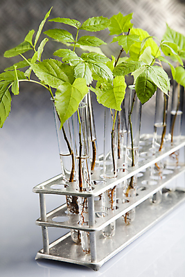 포토 JPG 해외이미지 식물 꽃 실내 실험 사람없음 화학 실험실 흰배경 유리관 화학실험 해외202004 해외포토 과학 백그라운드 실험기구 내부 흰색 파일형식 이미지허브