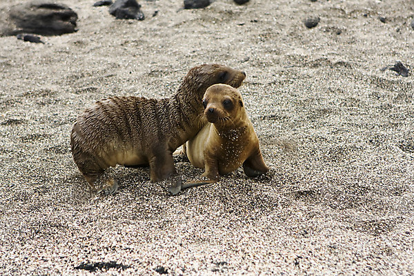 포토 JPG 해외이미지 야생동물 새끼 포유류 사람없음 에콰도르 해외202004 해외포토 동물 남아메리카 파일형식 이미지허브
