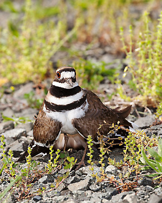 포토 JPG 해외이미지 동물 1 야생동물 포즈 날개 자연 조류 엄마 사람없음 달리기 갈색 봄 분노 흰색 춤 관찰 수비 둥지 보호 깃털 경계 시끄러움 내추럴 공격적 동물상 땅바닥 해외202004 해외포토 계절 감정 컬러 컨셉 가족 모션 문화예술 바닥 조형물 생태계 파일형식 이미지허브