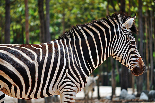 포토 JPG 해외이미지 동물 1 공원 야생동물 여행 패턴 포유류 아프리카 자연 초식동물 사람없음 야외 물 검은색 줄무늬 게임 흰색 아기 그룹 황무지 닫기 군중 사파리 얼룩말 표범 내추럴 송아지 나미비아 마사이족 세렝게티 전국 탄자니아 평야 해외202004 해외포토 자연요소 공공시설 나라 새끼 컬러 무늬 모션 놀이 사람 말_동물 소 생태계 남아프리카 파일형식 이미지허브