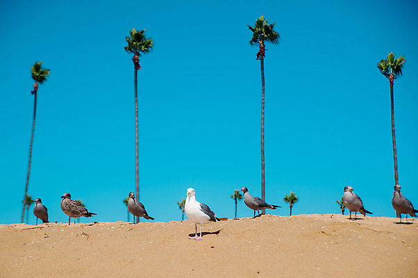 포토 JPG 해외이미지 나무 응시 도로 여행 지도 배낭 갈매기 조류 하늘 휴가 휴식 손바닥 사랑 풍경 사람없음 여름 파란색 여행객 카메라 끝 상품 발사 배낭여행 시력 방문 동쪽 방법 백패커 해외202004 해외포토 식물 동물 손 시선 계절 감정 길 컬러 컨셉 가방 교통시설 사람 전자제품 방향 파일형식 이미지허브
