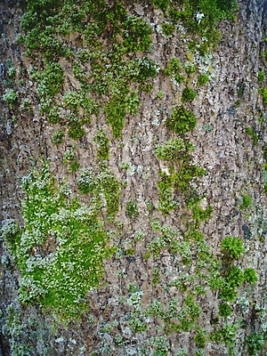 포토 JPG 해외이미지 이끼 사람없음 나무껍질 해외202004 해외포토 나무 껍질 파일형식 이미지허브