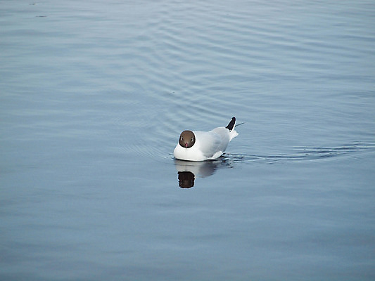포토 JPG 해외이미지 동물 1 야생동물 바다 포즈 모션 자연 갈매기 조류 기술 안테나 서기 사람 풍경 사람없음 야외 가로 파란색 반사 거울 금지 흰색 가득함 호기심 지역 길이 단아함 착륙 테마 해외202004 해외포토 감정 컬러 컨셉 통신 생태계 파일형식 이미지허브