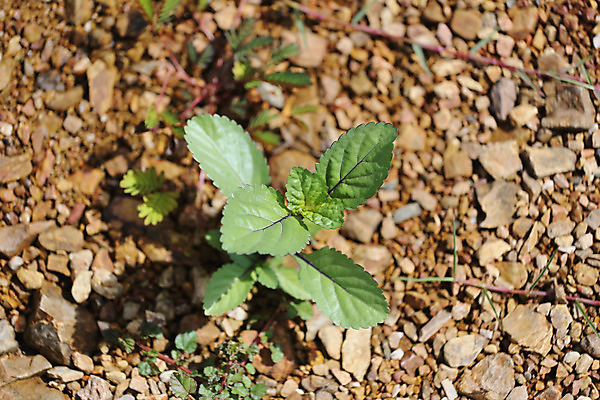 포토 JPG 해외이미지 나무 잎 자연 사람없음 초록색 정원 흙 성장 바위 내추럴 땅바닥 모종 해외202004 해외포토 식물 컬러 바닥 돌_바위 생태계 파일형식 이미지허브