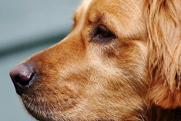 포토 JPG 해외이미지 동물 포유류 사람없음 옆모습 반려동물 황금 닫기 개 리트리버 코 몸단장 송곳니 기르기 동반자 복종 유래 충실 해외202004 해외포토 뷰포인트 모션 신체부위 치아 돌봄 파일형식 이미지허브