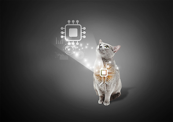 PSD 편집 편집이미지 한마리 스마트라이프 사람없음 반려동물 고양이 스마트 반도체 러시안블루 반도체칩 반려 애완동물등록제 이미지편집 동물 1 라이프스타일 컨셉 포유류 메모리칩 제도 파일형식