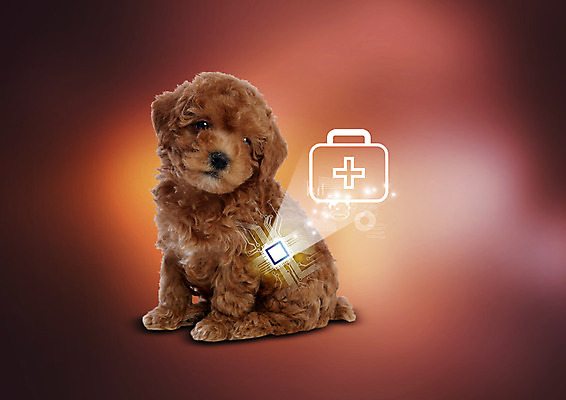 PSD 편집 편집이미지 한마리 의학 스마트라이프 사람없음 개 구급상자 스마트 반도체 푸들 반도체칩 반려 애완동물등록제 이미지편집 1 라이프스타일 컨셉 포유류 의료용품 메모리칩 제도 파일형식