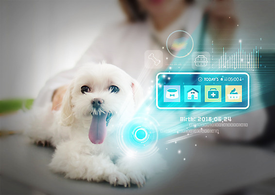 PSD 편집 편집이미지 여자 그래프 스마트라이프 한명 빛 말티즈 개 스마트 메롱 동물병원 수의사 반려 이미지편집 1 라이프스타일 컨셉 포유류 모션 병원 사람 의사 파일형식