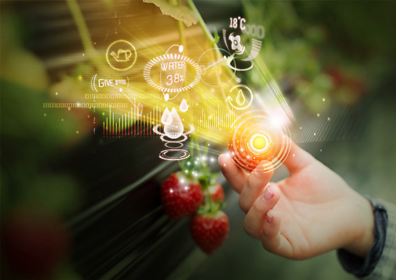 PSD 편집 편집이미지 손 딸기 스마트라이프 한명 신체부위 빛 스마트 유기농 손하트 이미지편집 1 라이프스타일 웰빙 컨셉 과일 사람 손짓 파일형식