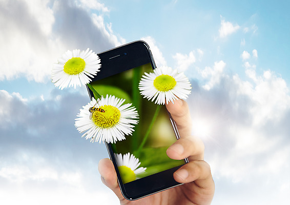 PSD 구름 편집 편집이미지 손 꽃 하늘 한명 스마트폰 환경 벌 개망초 이미지편집 자연요소 식물 1 곤충 사람 신체부위 핸드폰 스마트기기 파일형식