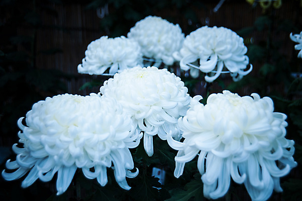 포토 JPG 꽃 여러송이 자연 국화 근접촬영 사람없음 아웃포커스 흰색 국내포토 식물 뷰포인트 컬러 다수 촬영기법 생태계 파일형식