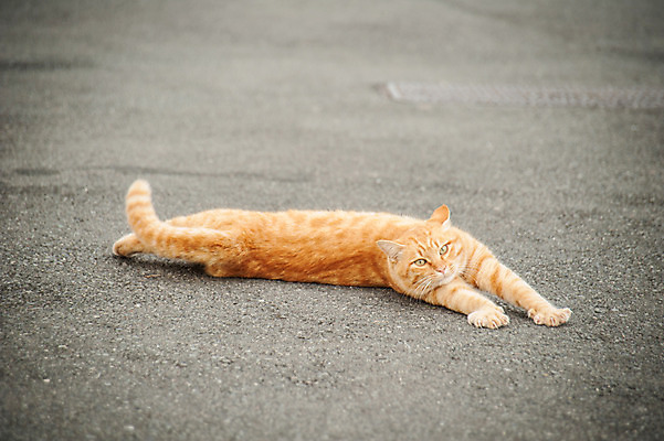 포토 JPG 주간 한마리 사람없음 야외 눕기 고양이 길고양이 동물라이프 반려 국내포토 자연요소 동물 1 라이프스타일 포유류 모션 반려동물 파일형식