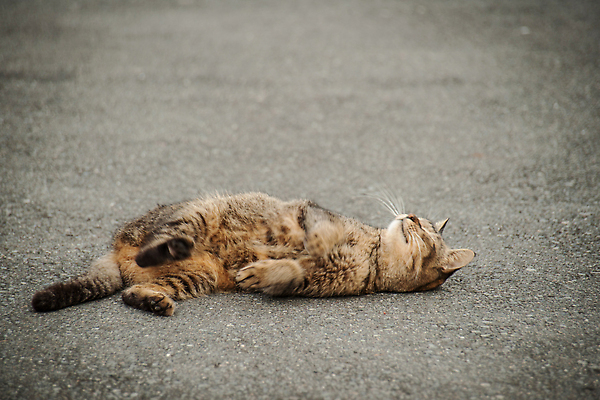 포토 JPG 주간 한마리 사람없음 야외 눕기 고양이 길고양이 동물라이프 반려 국내포토 자연요소 동물 1 라이프스타일 포유류 모션 반려동물 파일형식