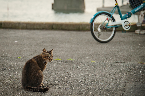 포토 JPG 주간 한마리 사람없음 야외 자전거 고양이 길고양이 동물라이프 반려 국내포토 자연요소 동물 1 라이프스타일 포유류 반려동물 바이크 파일형식