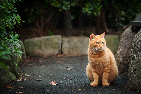포토 JPG 주간 한마리 사람없음 야외 아웃포커스 고양이 길고양이 동물라이프 반려 국내포토 자연요소 동물 1 라이프스타일 포유류 촬영기법 반려동물 파일형식