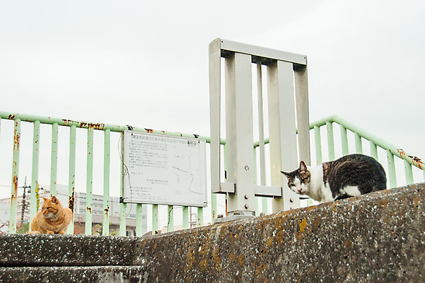 포토 JPG 주간 두마리 난간 사람없음 야외 고양이 길고양이 동물라이프 반려 국내포토 자연요소 동물 라이프스타일 2 포유류 반려동물 파일형식