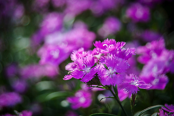 포토 JPG 주간 꽃 여러송이 자연 사람없음 야외 아웃포커스 보라색 패랭이꽃 패랭이 국내포토 자연요소 식물 컬러 다수 촬영기법 생태계 파일형식