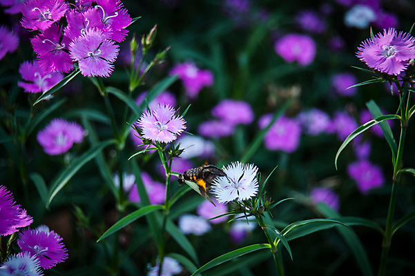 포토 JPG 주간 꽃 여러송이 자연 사람없음 야외 아웃포커스 보라색 패랭이꽃 패랭이 국내포토 자연요소 식물 컬러 다수 촬영기법 생태계 파일형식
