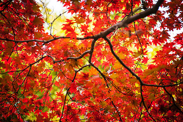 포토 JPG 주간 단풍 자연 단풍나무 사람없음 야외 아웃포커스 가을 나뭇가지 국내포토 자연요소 나무 계절 잎 촬영기법 생태계 파일형식