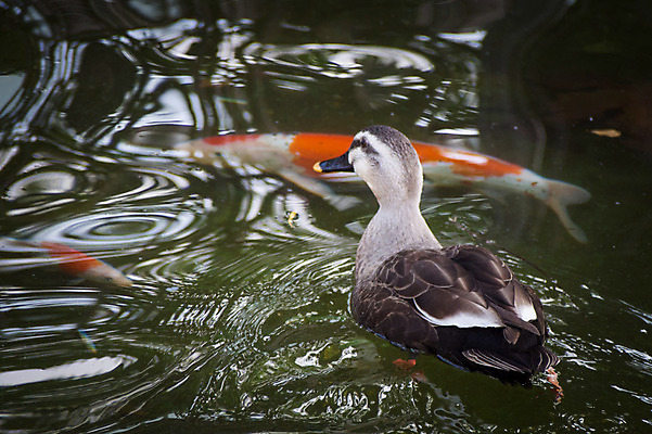 포토 JPG 주간 호수 자연 사람없음 야외 잉어 청둥오리 국내포토 자연요소 오리 어류 생태계 파일형식
