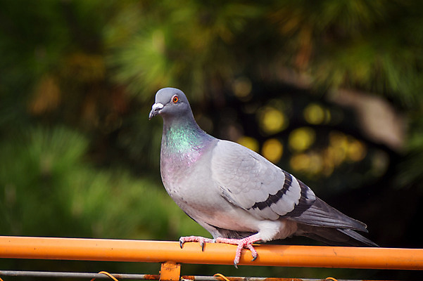 포토 JPG 주간 한마리 자연 사람없음 야외 아웃포커스 비둘기 국내포토 자연요소 1 조류 촬영기법 생태계 파일형식