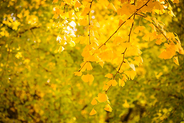 포토 JPG 주간 자연 사람없음 야외 아웃포커스 가을 나뭇가지 은행잎 은행나무 국내포토 자연요소 나무 계절 잎 촬영기법 생태계 파일형식