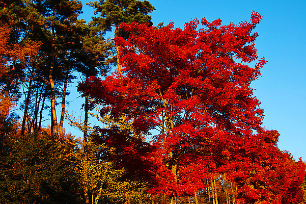 포토 JPG 주간 나무 단풍 자연 하늘 풍경 사람없음 야외 가을 숲 국내포토 자연요소 식물 계절 잎 생태계 파일형식