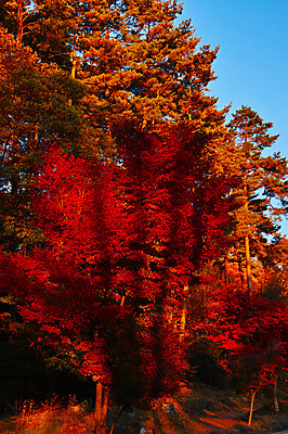 포토 JPG 주간 나무 단풍 자연 하늘 풍경 사람없음 야외 가을 숲 국내포토 자연요소 식물 계절 잎 생태계 파일형식