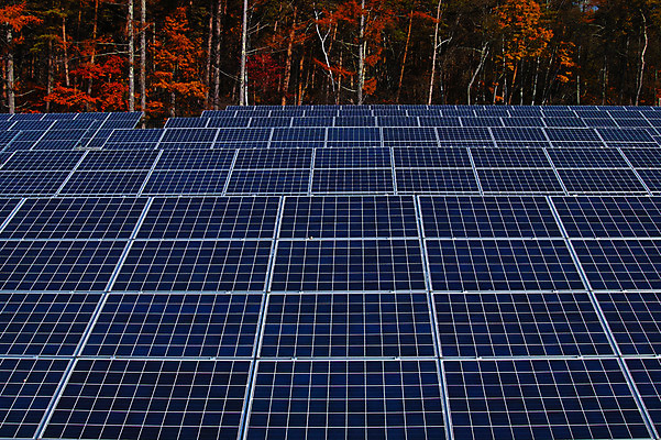포토 JPG 주간 나무 단풍 자연 풍경 사람없음 야외 가을 숲 태양에너지 집열판 국내포토 자연요소 식물 계절 잎 그린에너지 생태계 파일형식