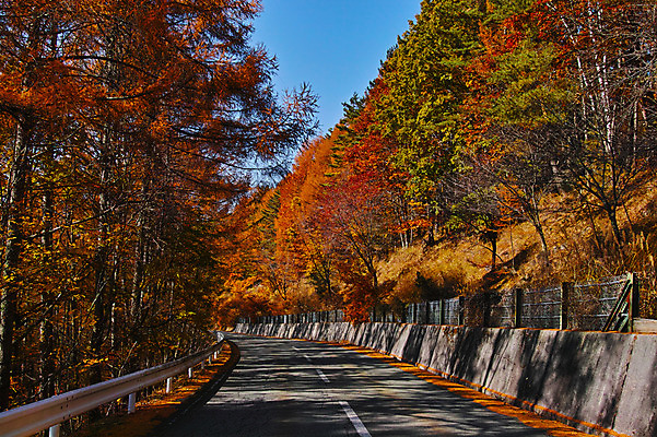 포토 JPG 주간 나무 도로 단풍 자연 하늘 풍경 사람없음 야외 원근감 가을 숲 가로수 국내포토 자연요소 식물 계절 길 뷰포인트 잎 교통시설 생태계 파일형식