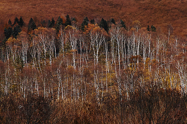 포토 JPG 주간 나무 자연 풍경 사람없음 야외 숲 국내포토 자연요소 식물 생태계 파일형식
