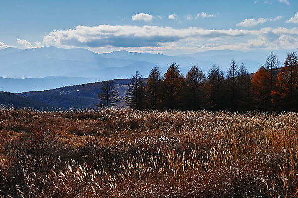 포토 JPG 주간 나무 구름 자연 하늘 산 갈대 풍경 사람없음 야외 가을 국내포토 자연요소 식물 계절 생태계 파일형식