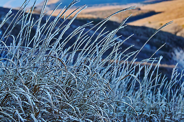 포토 JPG 주간 겨울 자연 갈대 풍경 사람없음 야외 아웃포커스 얼음 겨울풍경 국내포토 자연요소 식물 계절 촬영기법 생태계 파일형식