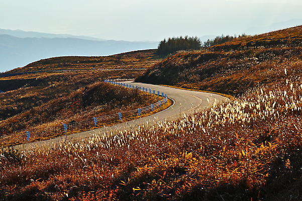 포토 JPG 주간 자연 산 갈대 풍경 사람없음 야외 커브길 국내포토 자연요소 식물 도로 생태계 파일형식
