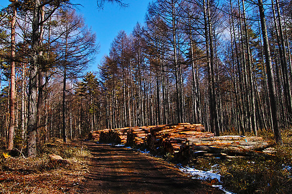 포토 JPG 주간 나무 구름 자연 하늘 풍경 사람없음 야외 숲 오솔길 통나무 적재 국내포토 자연요소 식물 길 생태계 파일형식